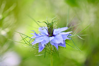 Love In A Mist