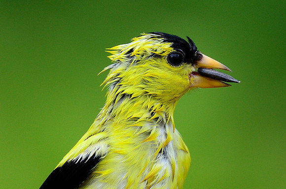 Soggy Goldfinch