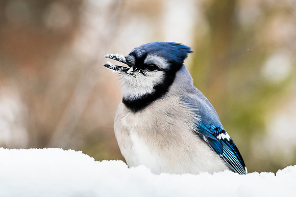 Blue Jay Smiling