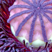 Poppy Pistil