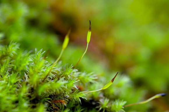 Racomitrium
