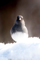 Dark Eyed Junco Profile