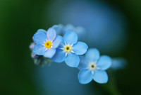 Forget Me Not