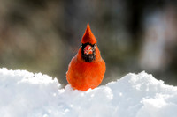 Cardinal Profile II